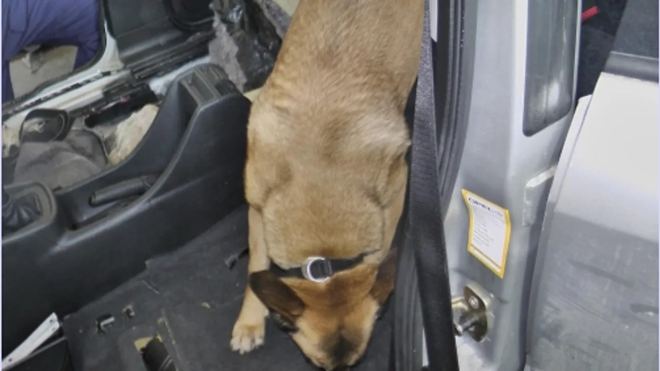 Tizenkét kilogramm kábszert szagolt ki Renike