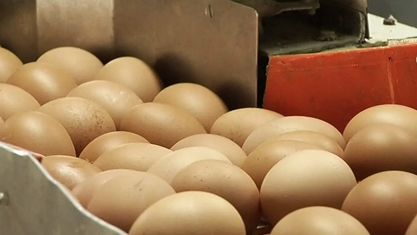 Magyar származású szennyezett tojást talált a Nébih
