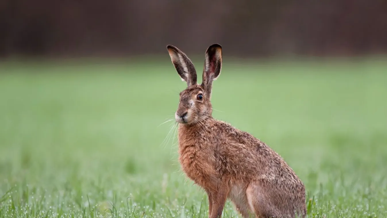 Horror a gyümölcsösben: húsvétkor bukott le a brutálisan vadászó magyar férfi