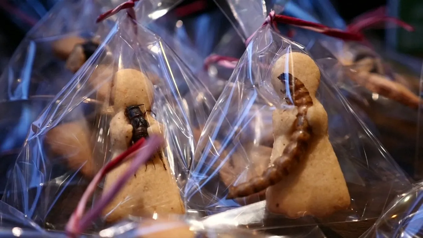 Radar - Rovar a tányéron