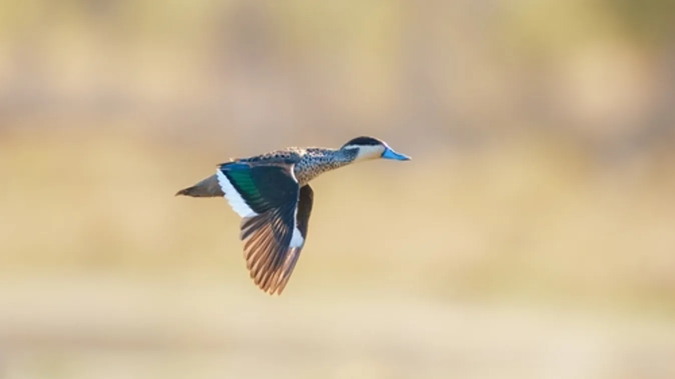 Gyorshajtó vadkacsát mért be egy traffipax Svájcban