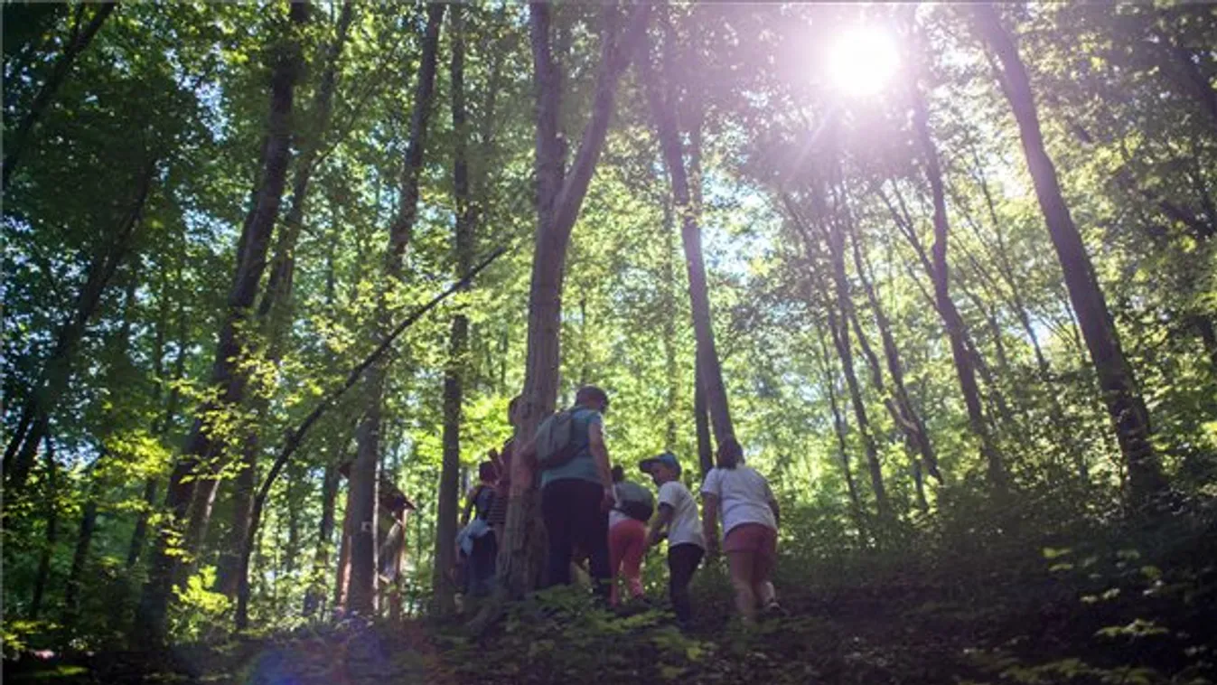Az erdő rejtett kincseit bemutató tanösvény nyílt a Nyugat-Mecsekben