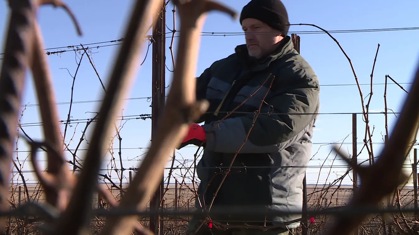 A szőlőkben már folyik a munka + videó