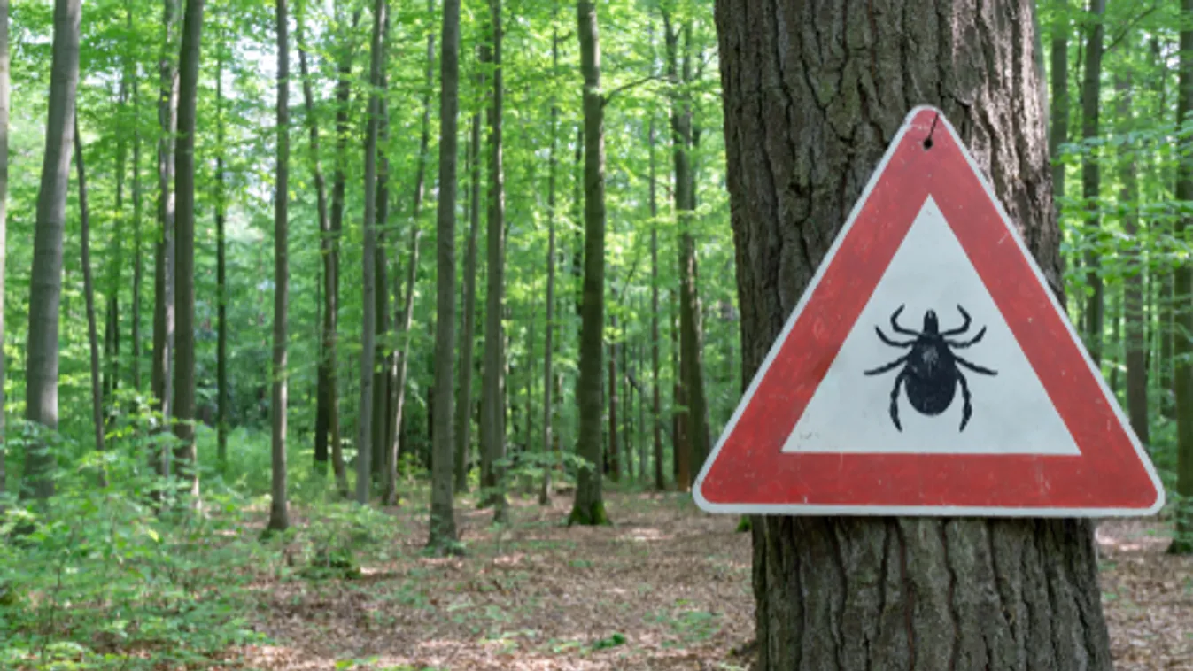 15 kullancsot szedett ki az apa a gyerekekből