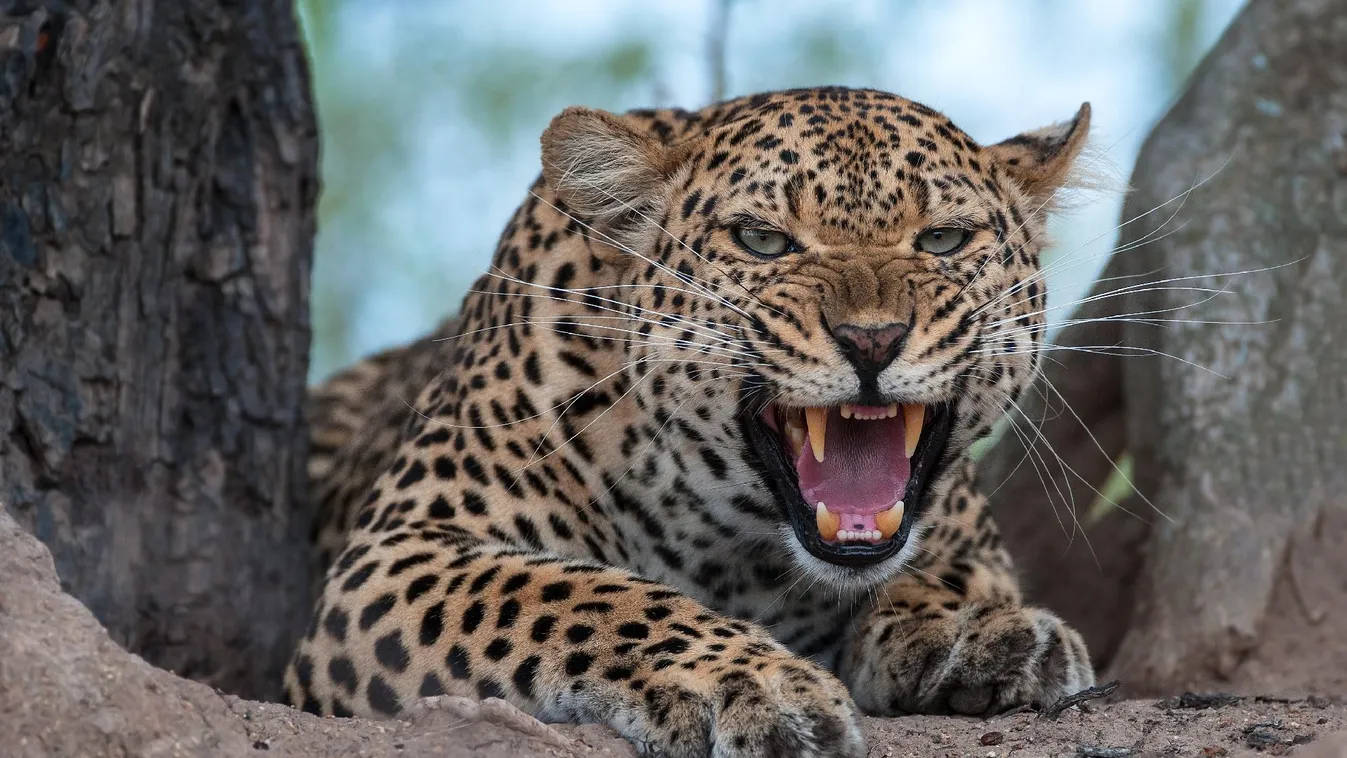 Több mint egy tucat embert sebesített meg egy leopárd Indiában