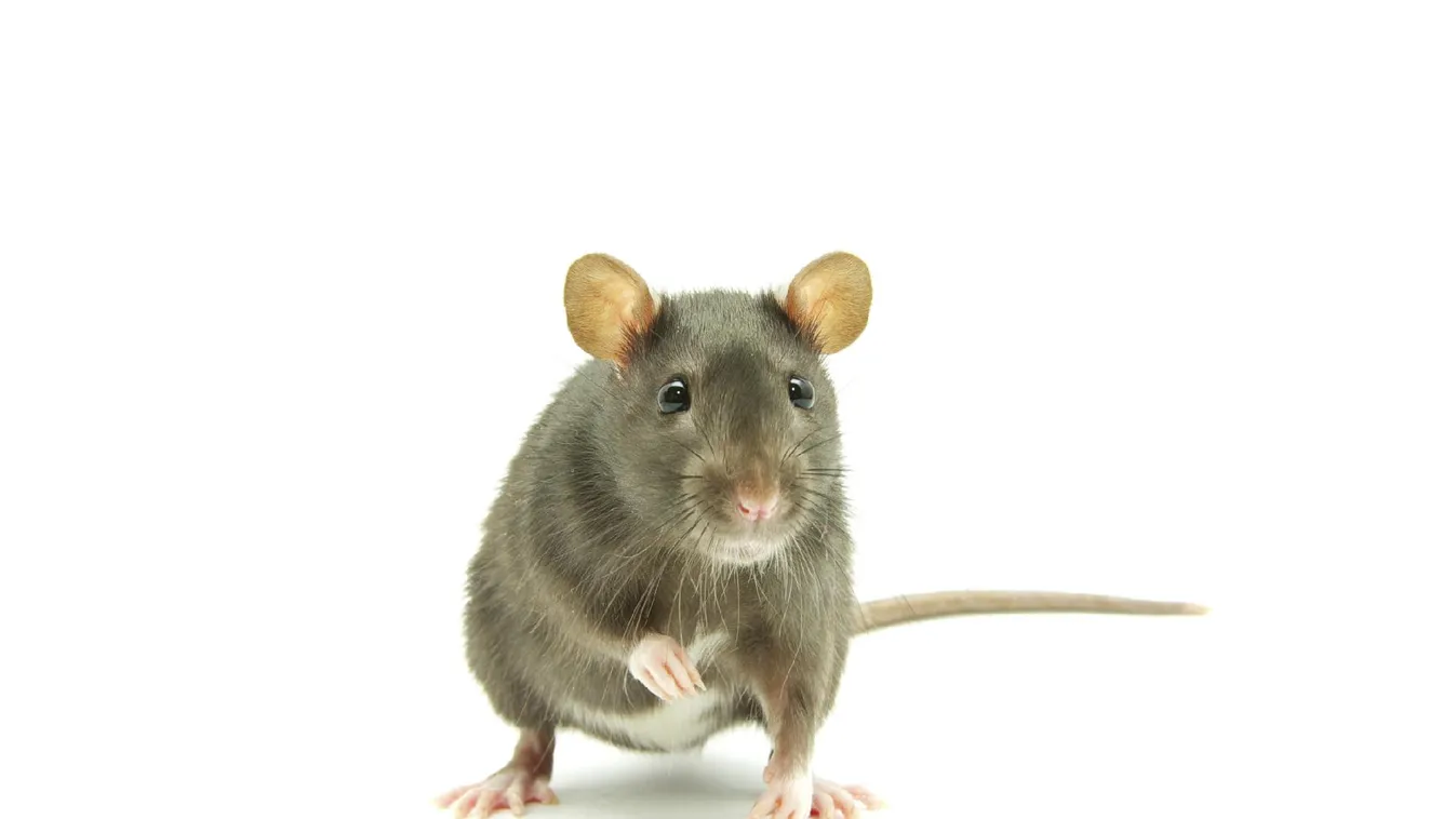 Patkányok, nyestek – Reggeli járat