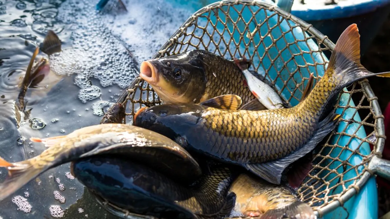 Még mindig a magyar hal a legkeresettebb
