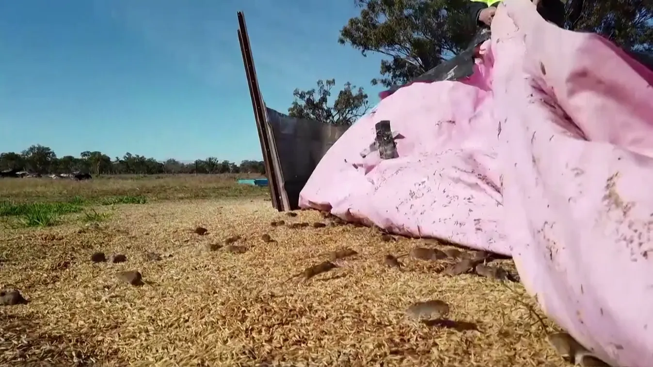 Egérinvázió van Ausztrália több tartományában