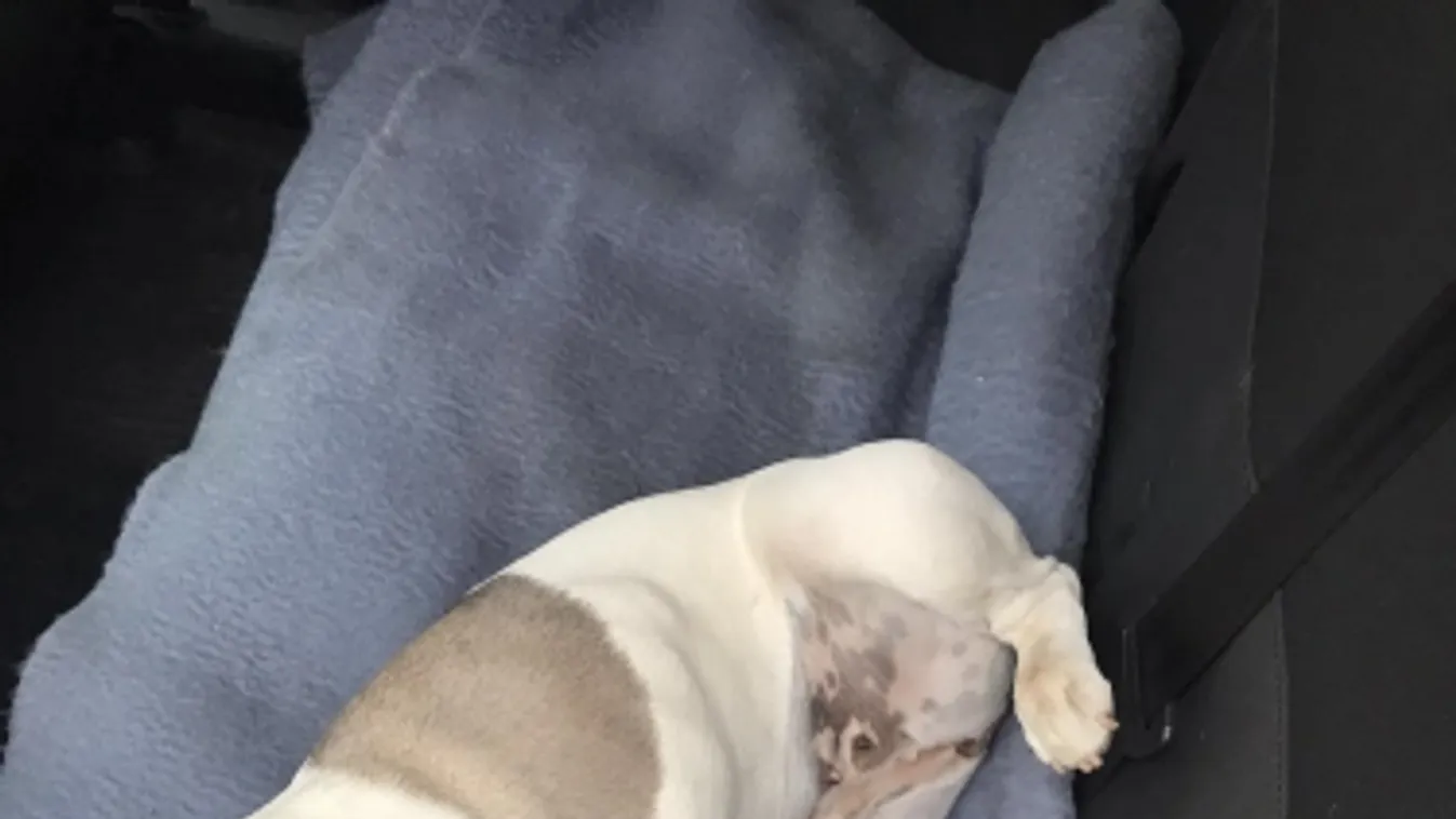 Egyenruhás pártfogó