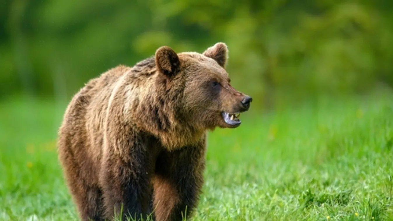 Súlyosan megsebesített egy medve egy nőt Szlovéniában