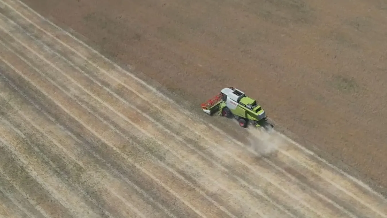 Az aratás a tavaszi nagy meleg miatt korábban kezdődik az Alföldön + videó