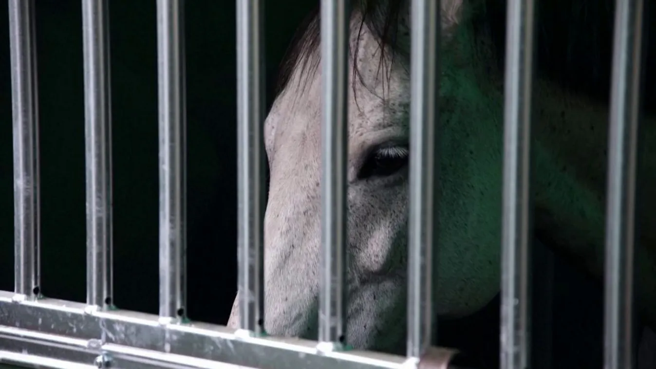 Menteni a menthetőt