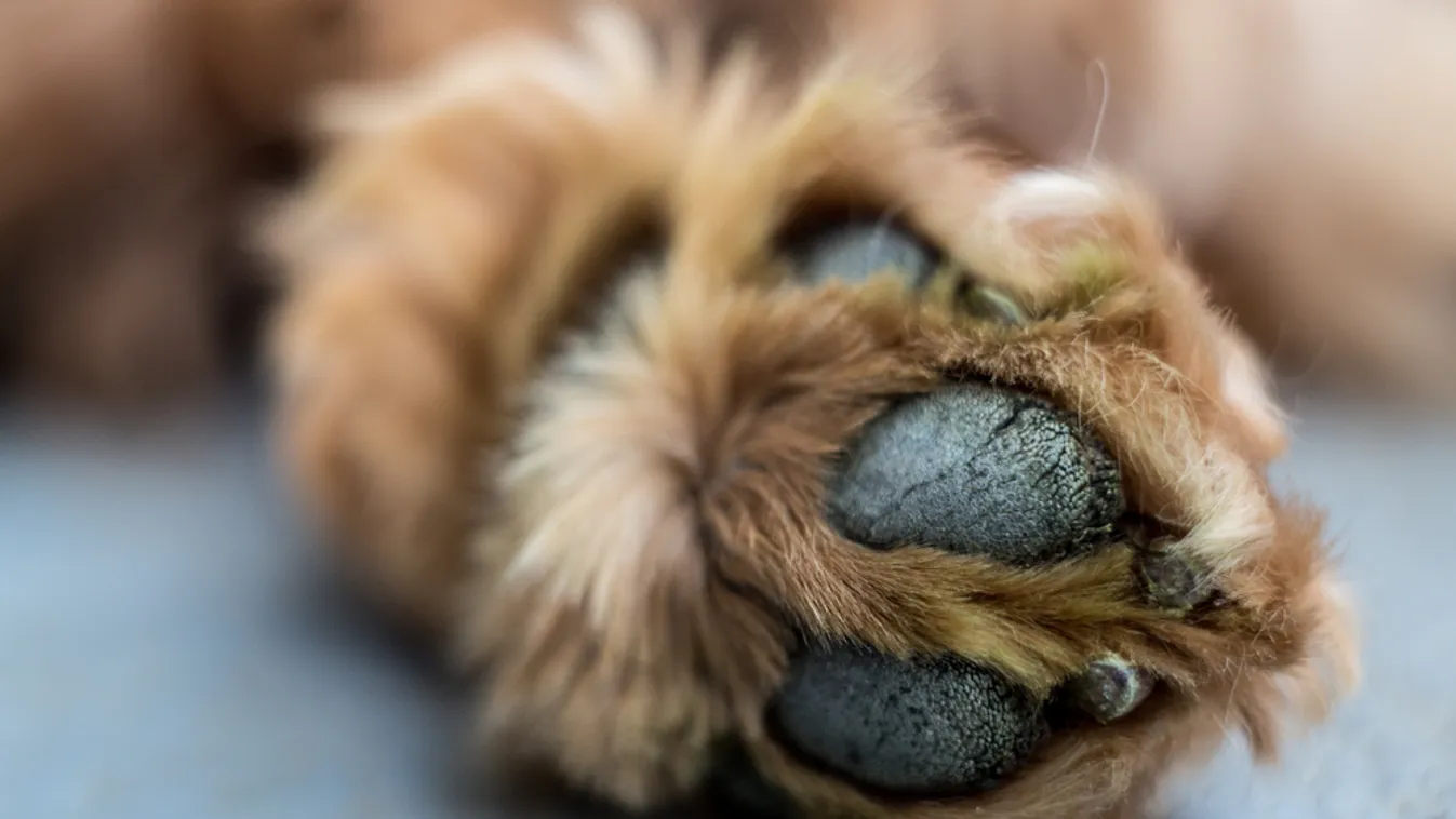 Sorra pusztulnak el Vasvári Vivien háziállatai