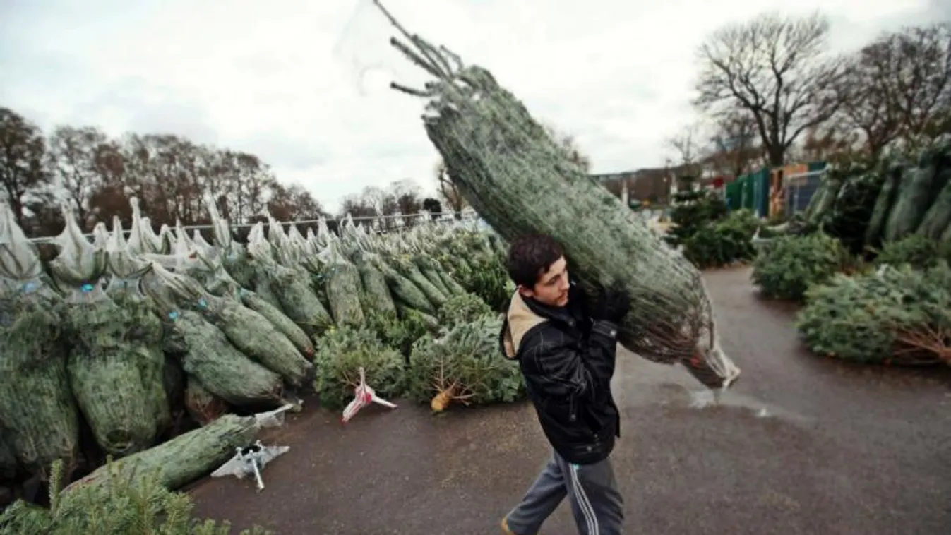 Ennyiért vehetünk idén fenyőfát karácsonyra + videó