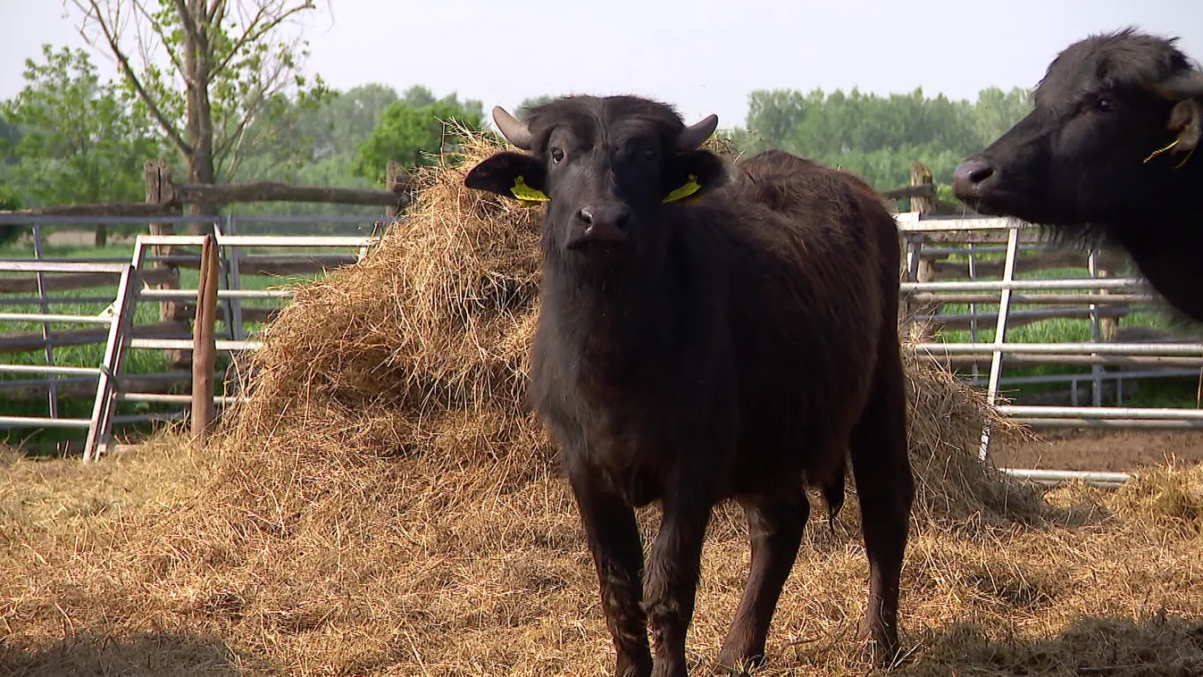 Radar: Marcona ősi állat