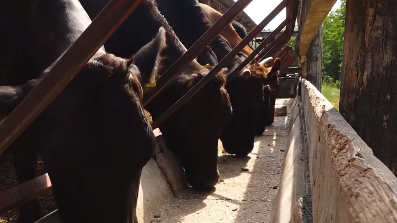 Radar - Japán ínyencfalatok egyenesen a Hortobágyról
