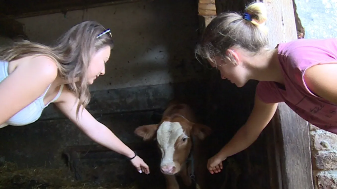 Az állattartó nagyi és unokái – Soroló