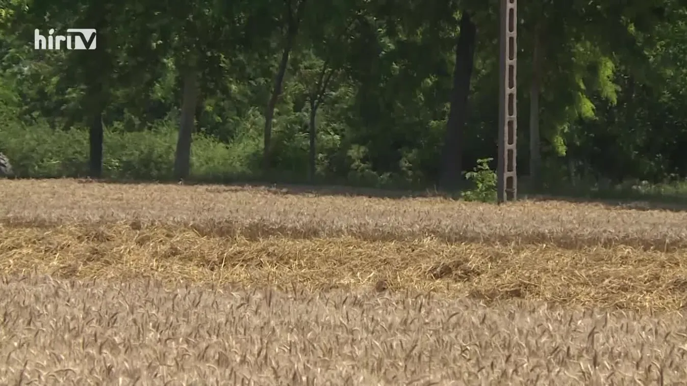 Soroló: Lesz elegendő kenyérgabona Magyarországon