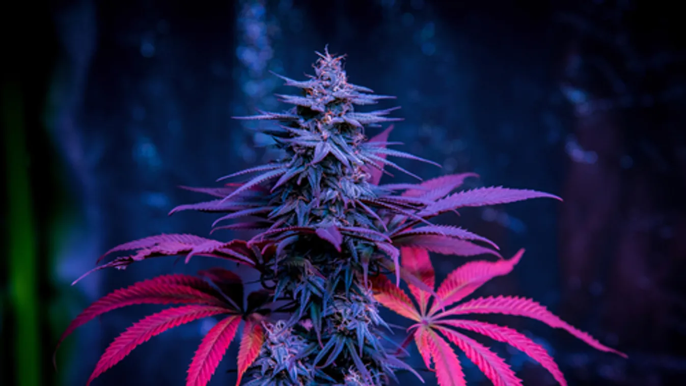 Interneten rendelt kannabisz magokat – vádat emeltek ellene