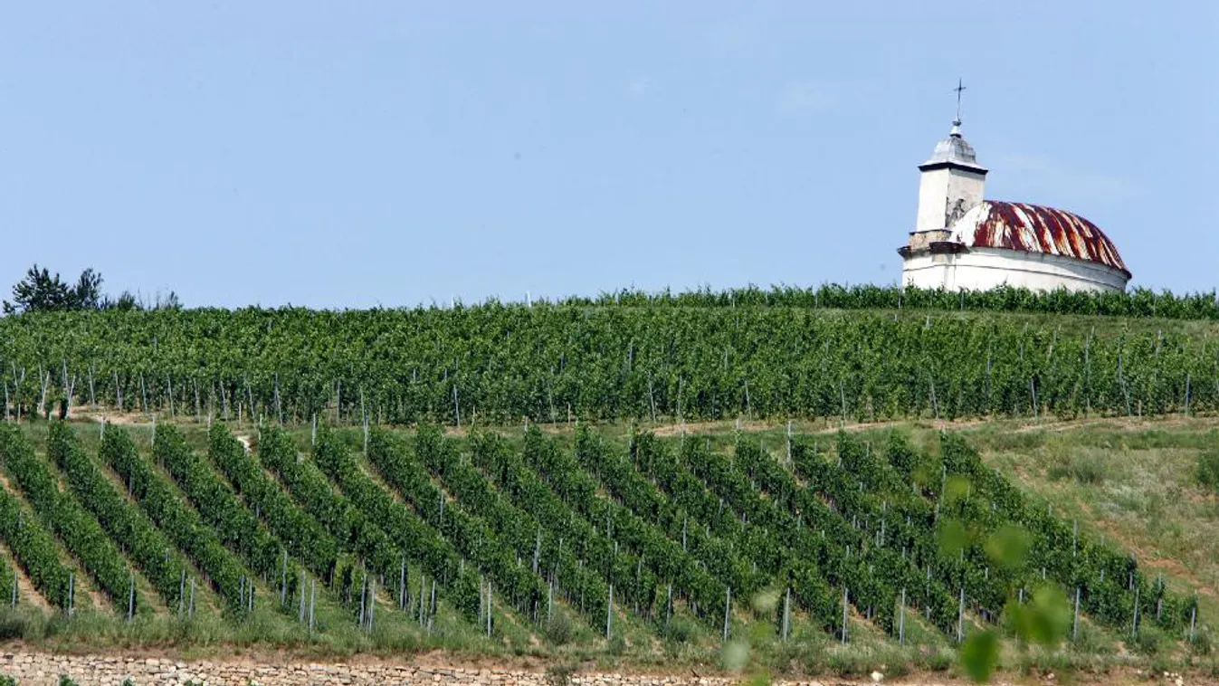 Könnyítés a bortermelőknek