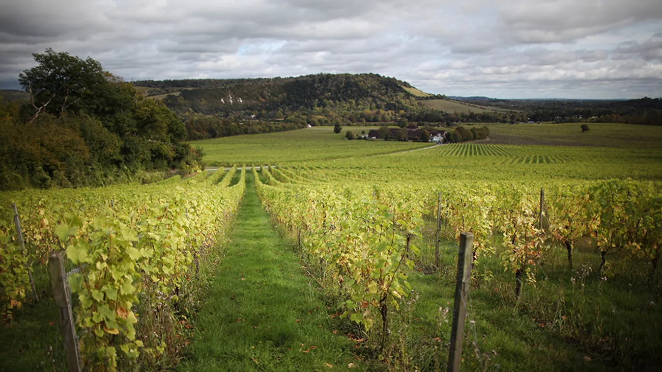 Kiválóak a terméskilátások – Soroló