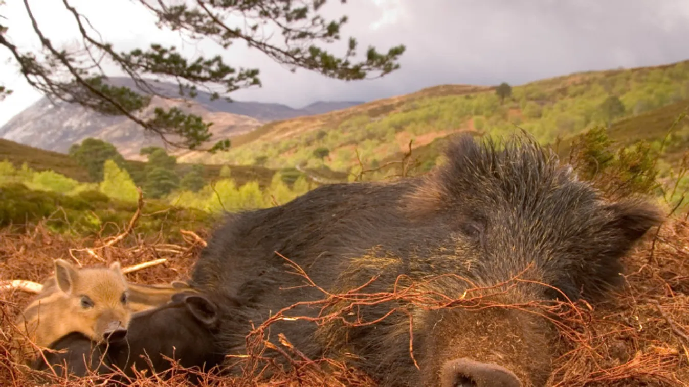 Sertéspestis Borsodban