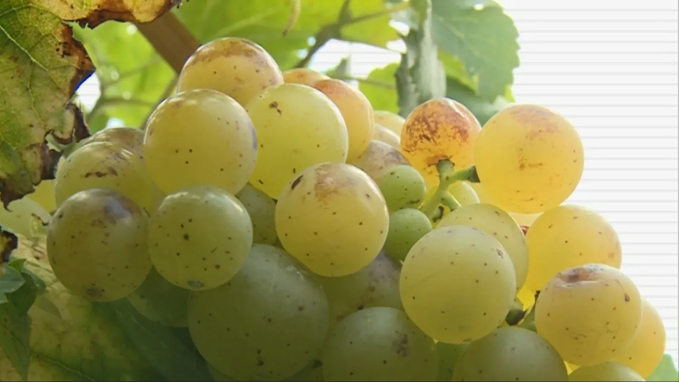 Nem válogathatnak a szőlőtermelők – Soroló