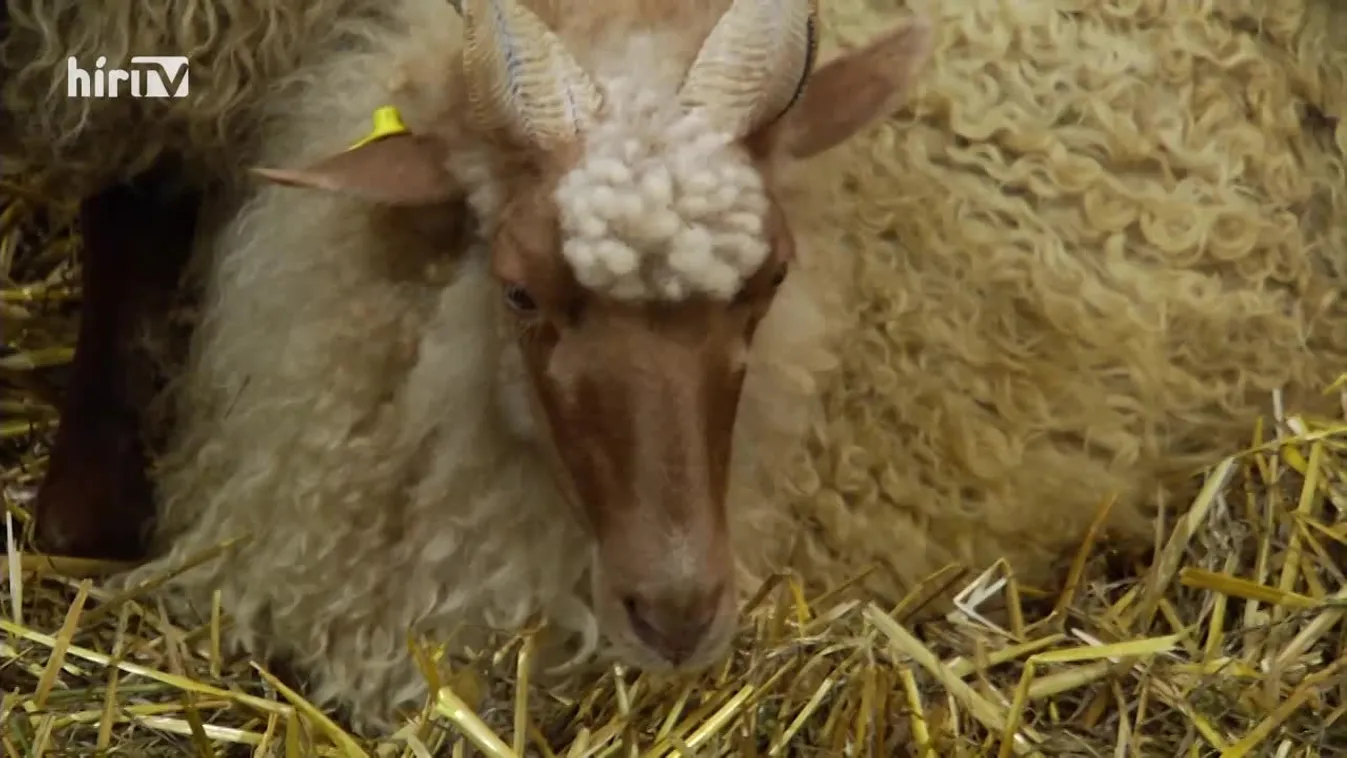 Soroló: Állattenyésztők az OMÉK-on