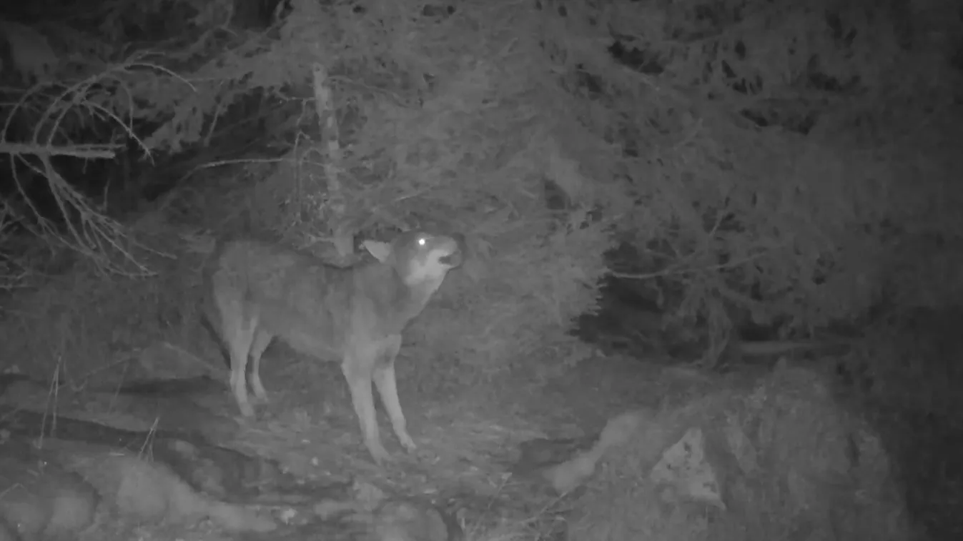 Farkasok okoztak riadalmat Eger közelében