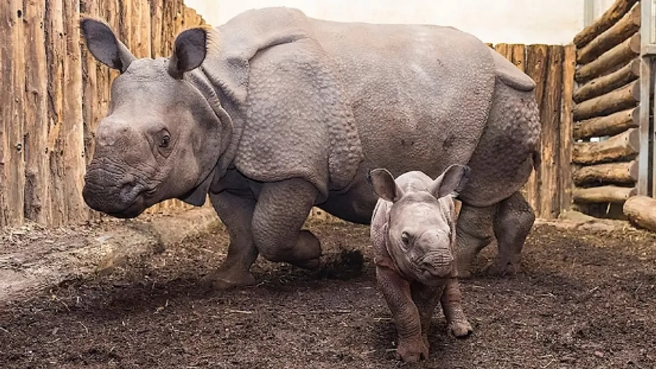Orbán Viktor segítséget kér: Adjunk nevet a rinónak