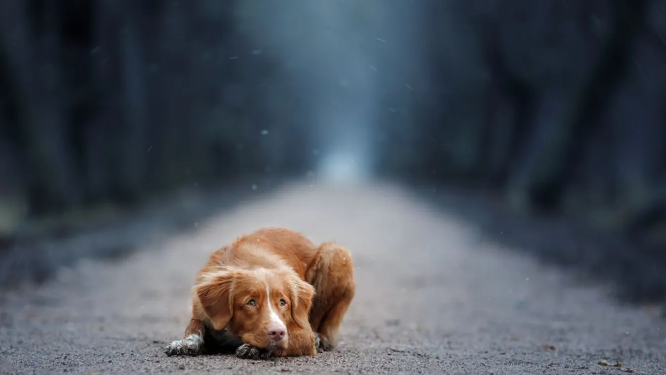 Rengeteg kutya szökött el a szilveszteri durrogtatás miatt