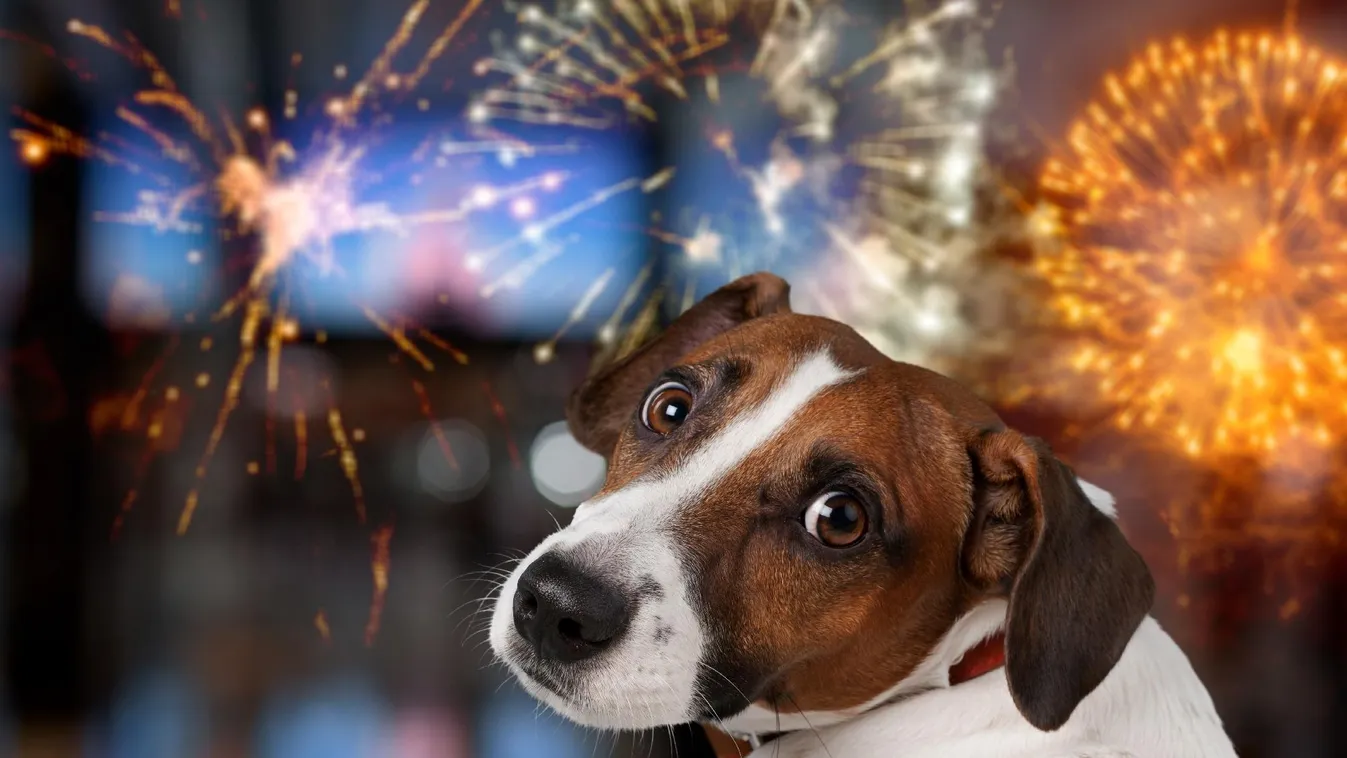 Vigyázzunk háziállatainkra szilveszterkor is + videó