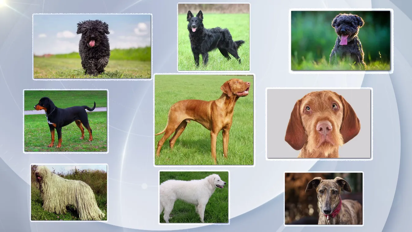 Radar - A 9 magyar kutyafajta