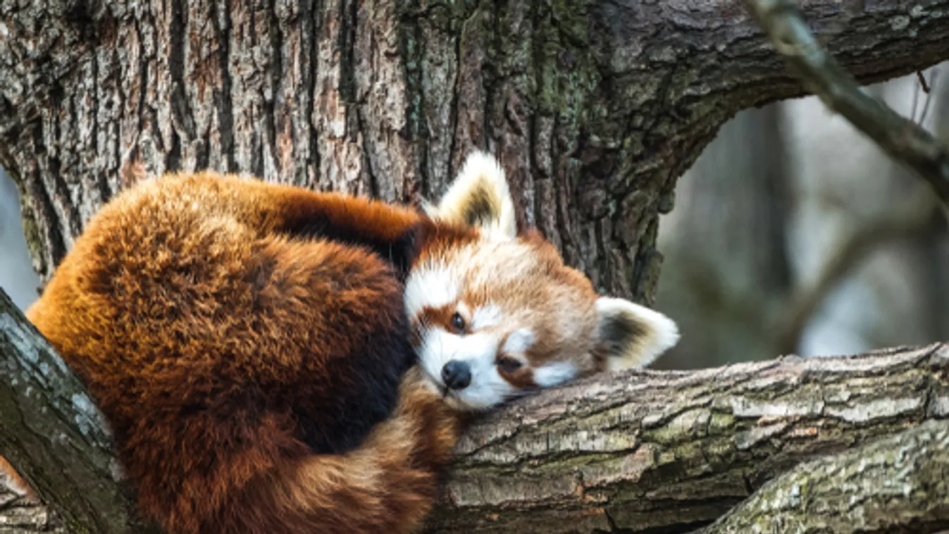 Vörös pandák Pécsett
