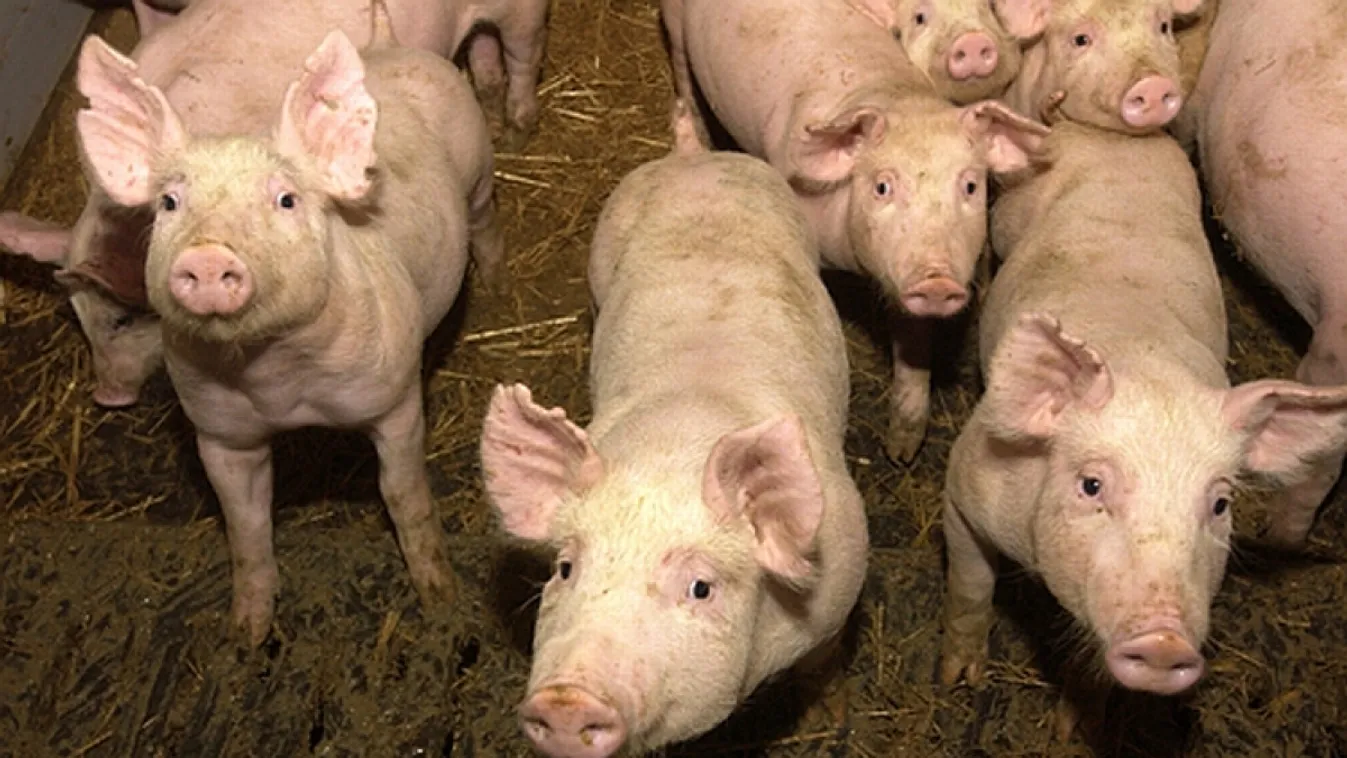 Jól jött a sertéspestis a magyar sertéságazatnak