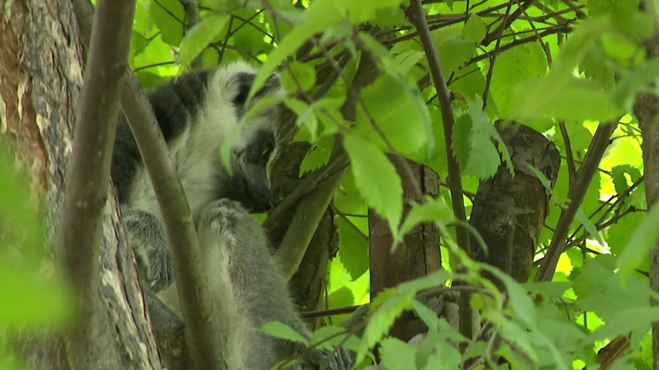 Még a napimádó állatoknak is melegük van