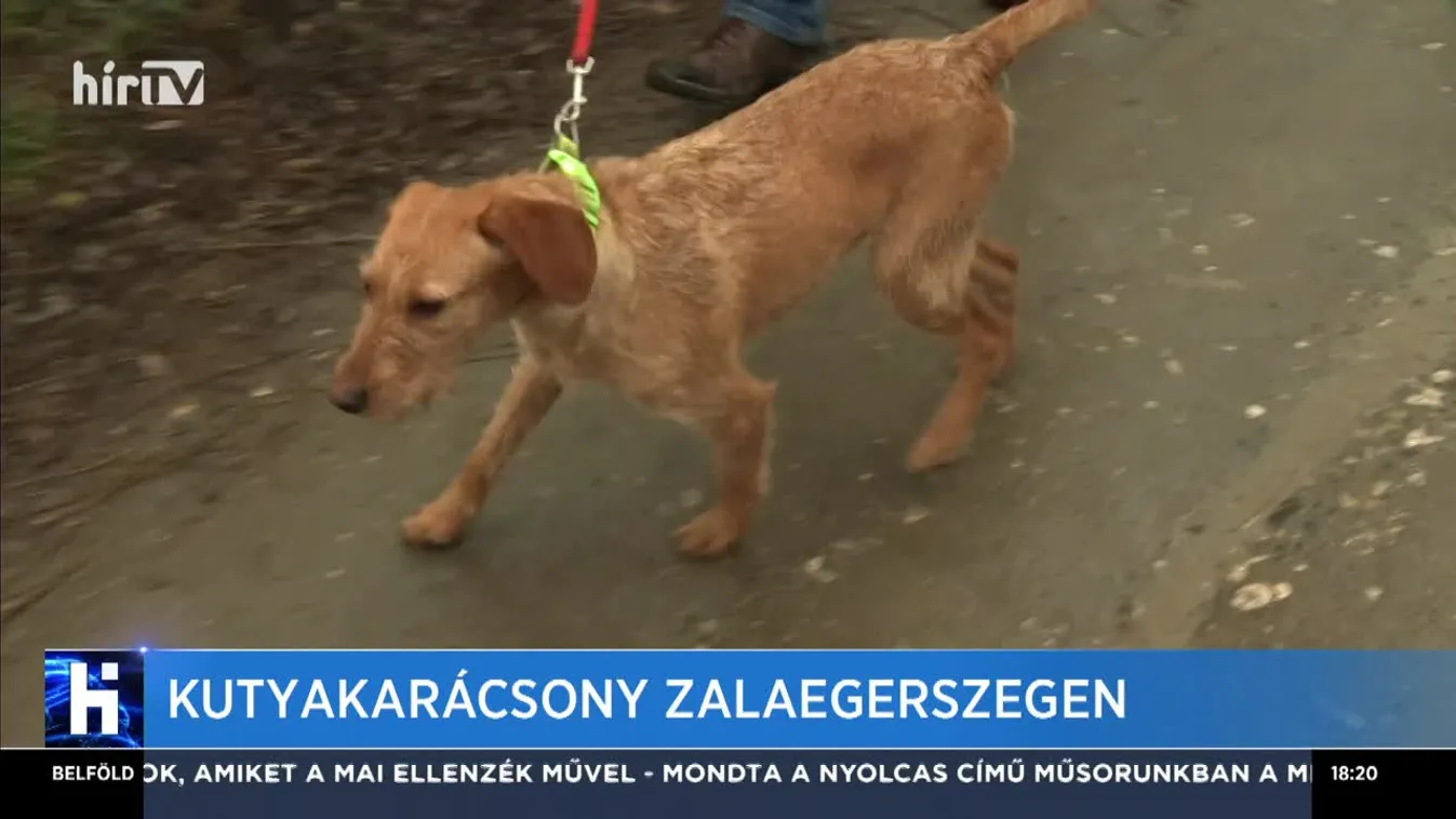 Kutyakarácsony Zalaegerszegen
