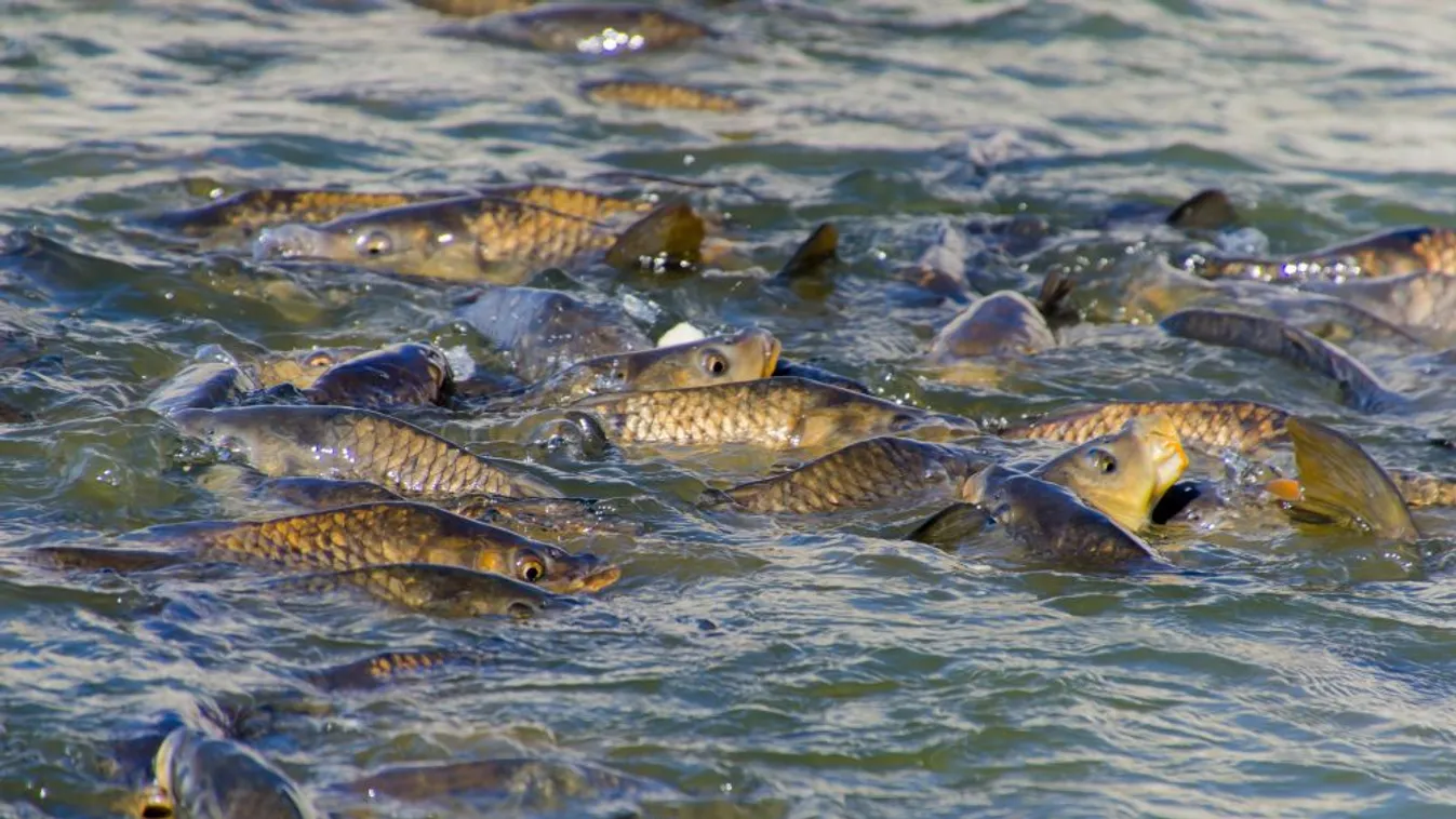 Gyarapodott a horgászható pontyok száma a Tiszán