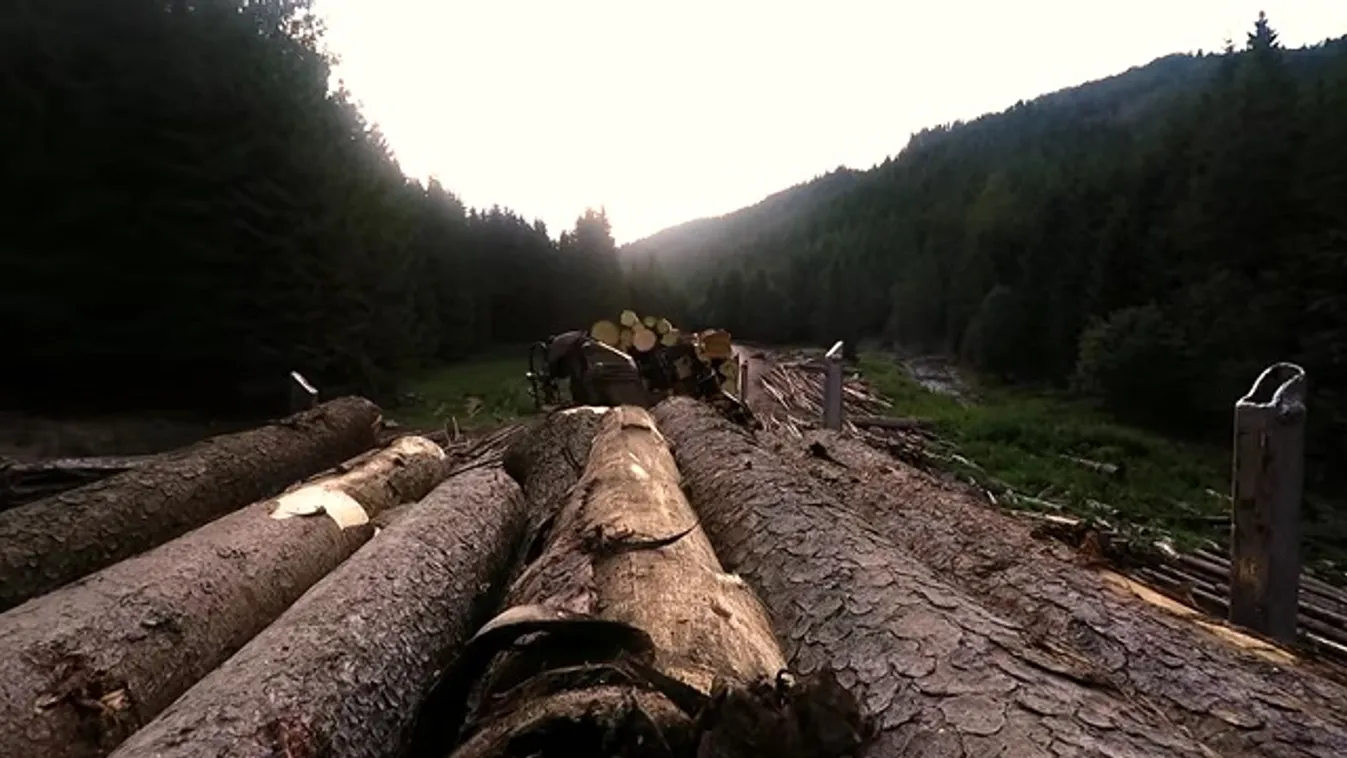 Méregzöld mesék – Vetítő