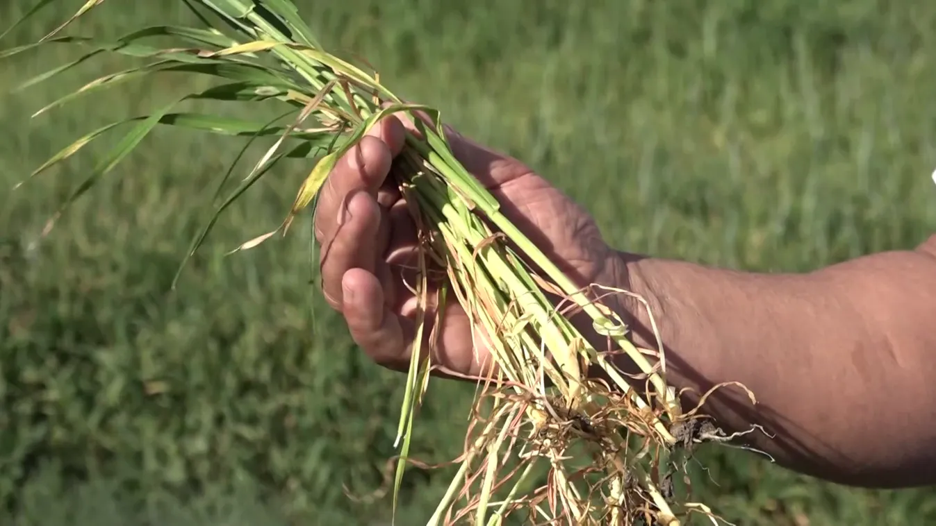 A gazdák a bejelentett esőre várnak + videó