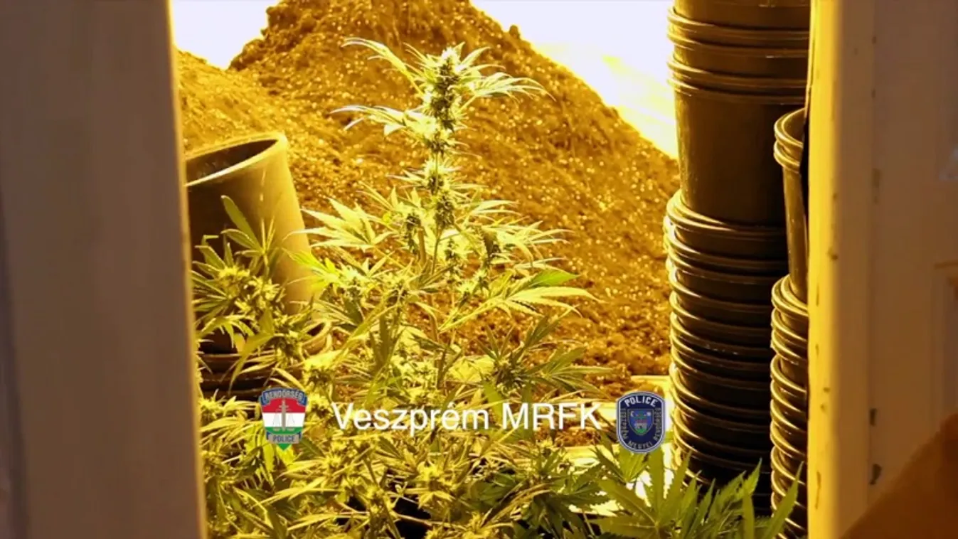 500 tő kannabiszt nevelgetett az irodában