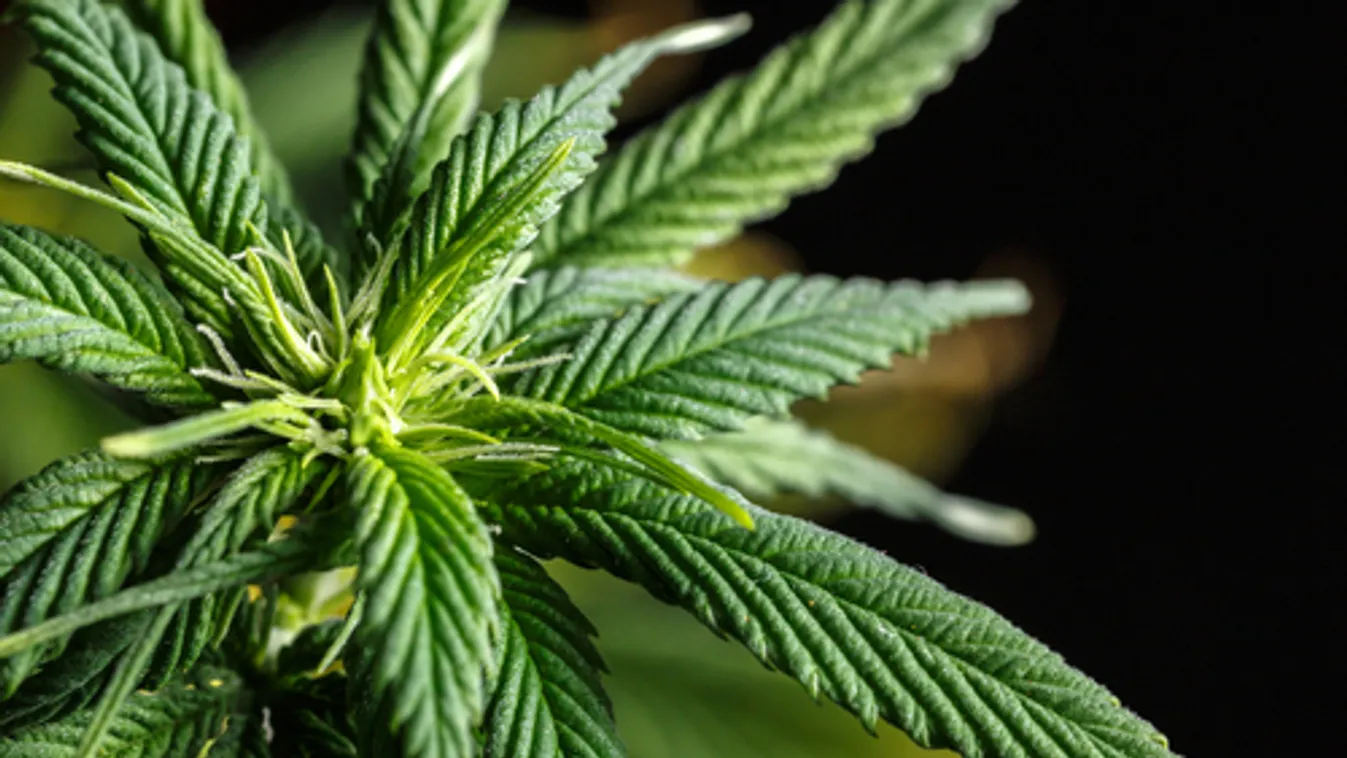 Kender a sátorban, a termesztő őrizetben