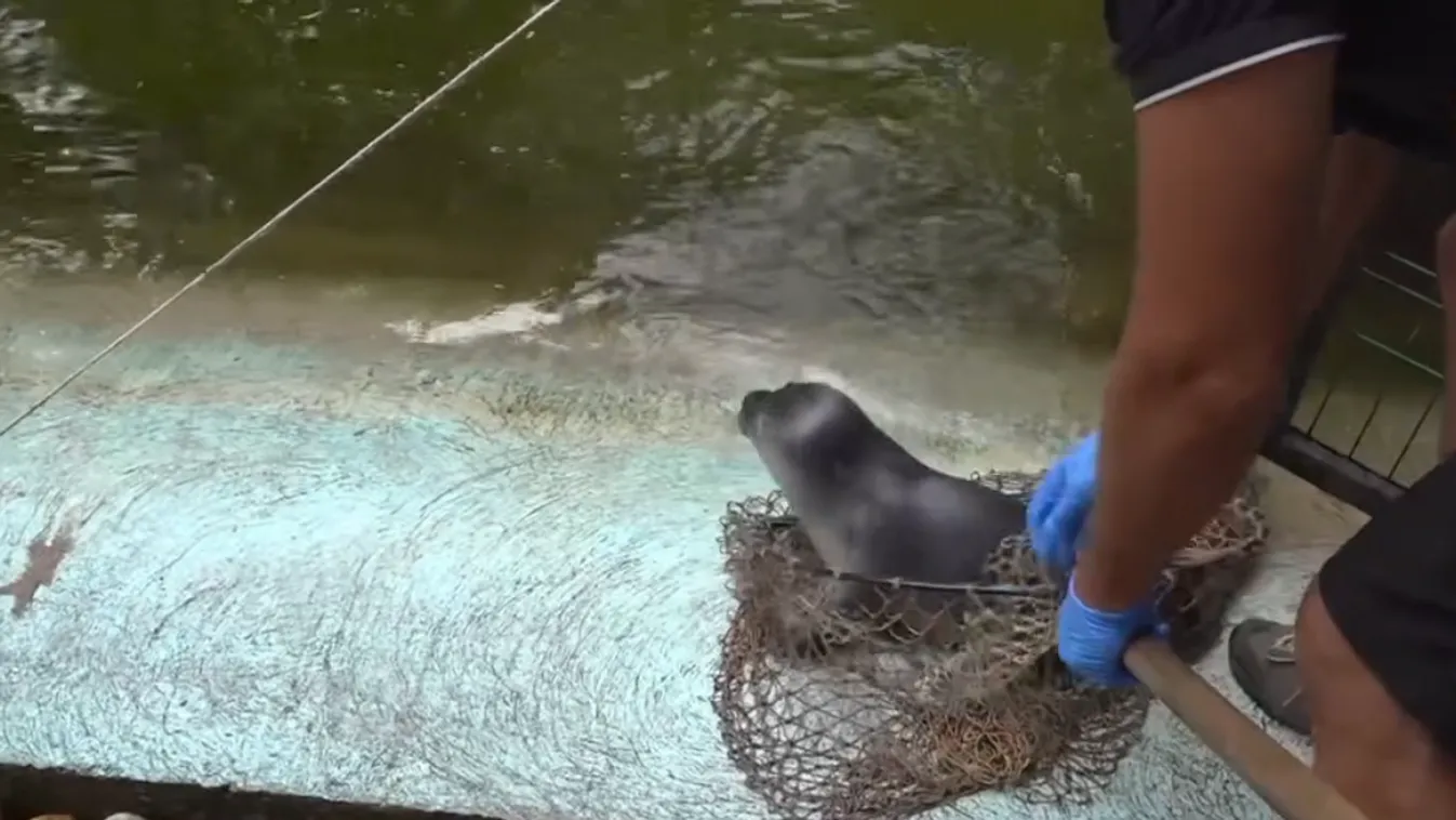 Borjúfóka született a Szegedi Vadasparkban
