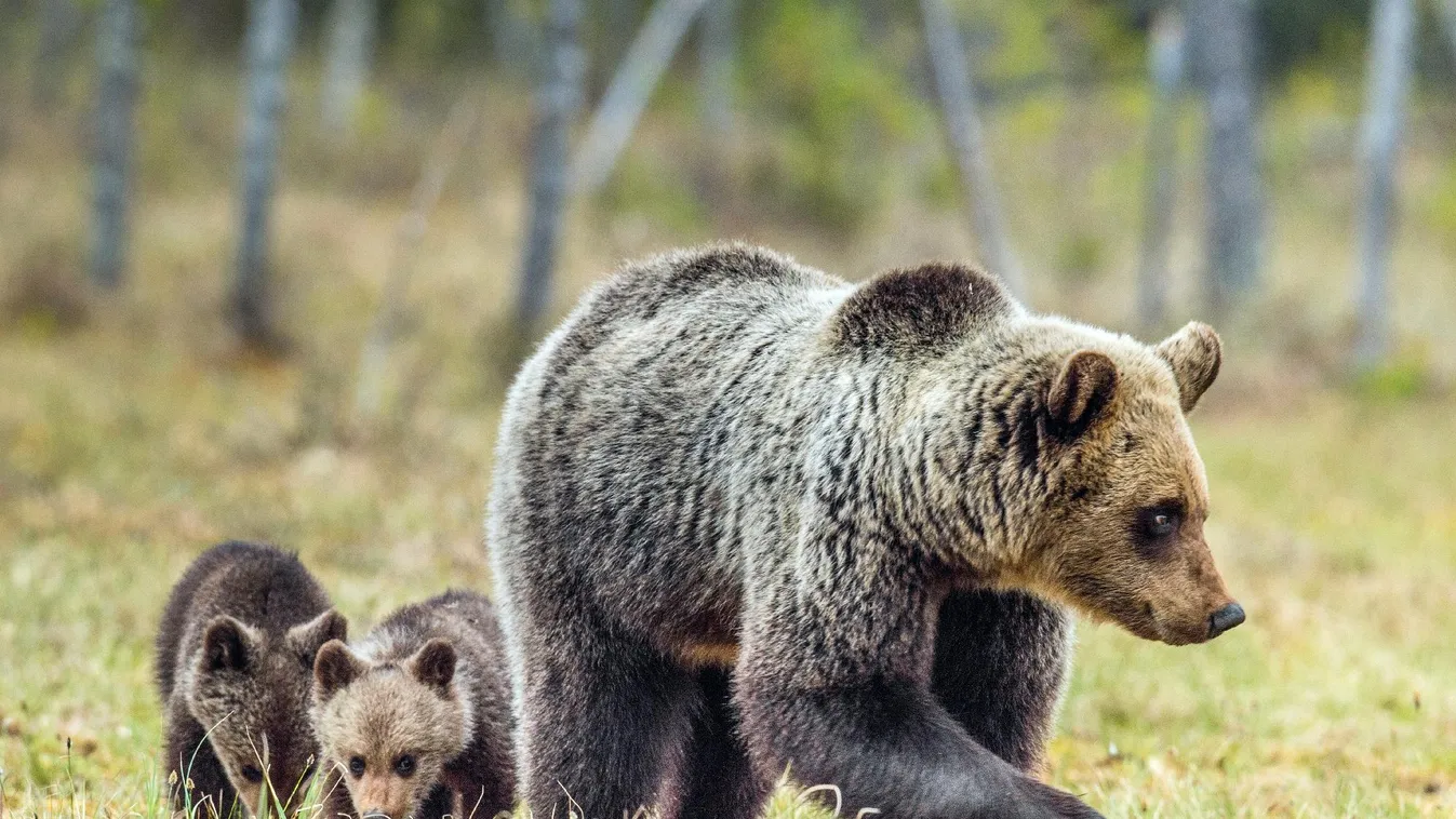 Vadon élő medvék veszélyére figyelmezteti látogatóit a marosvásárhelyi állatkert