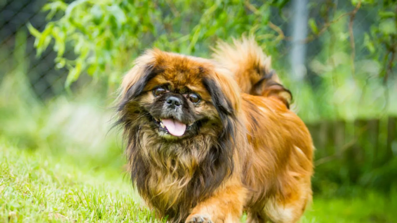 Az állattartástól is eltilthatják a kutyáját kontár módon ivartalaníttató nőt