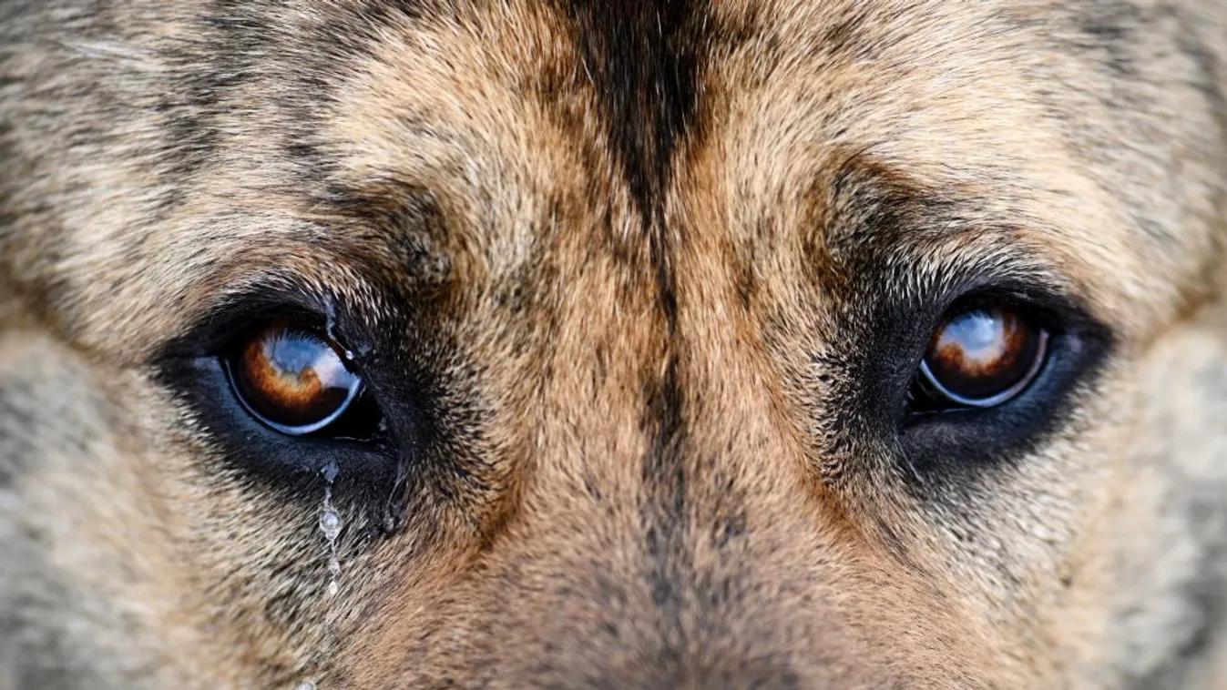 Börtönbüntetés állatkínzás miatt