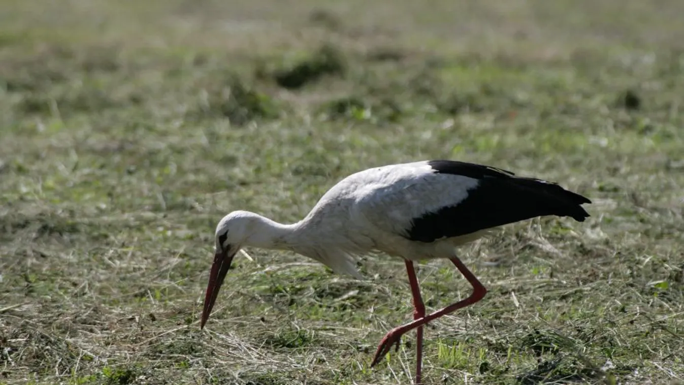 Útnak engedik a gyógyult gólyákat