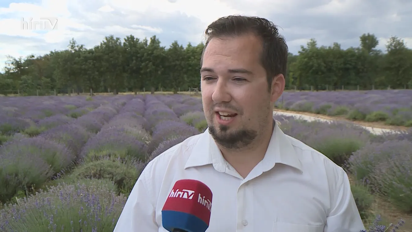 Népszerű a levendula változatos felhasználása