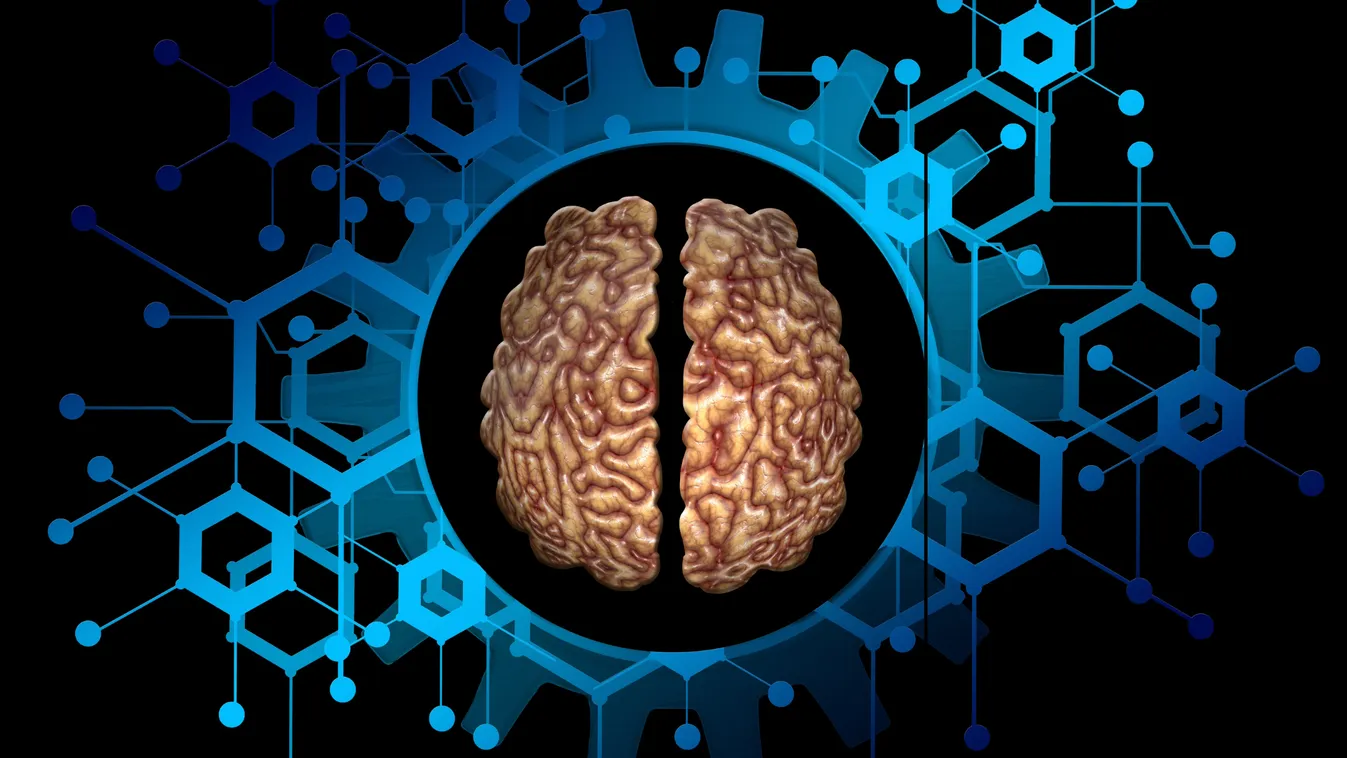 Egy eddig ismeretlen agyterületet fedeztek fel magyar kutatók