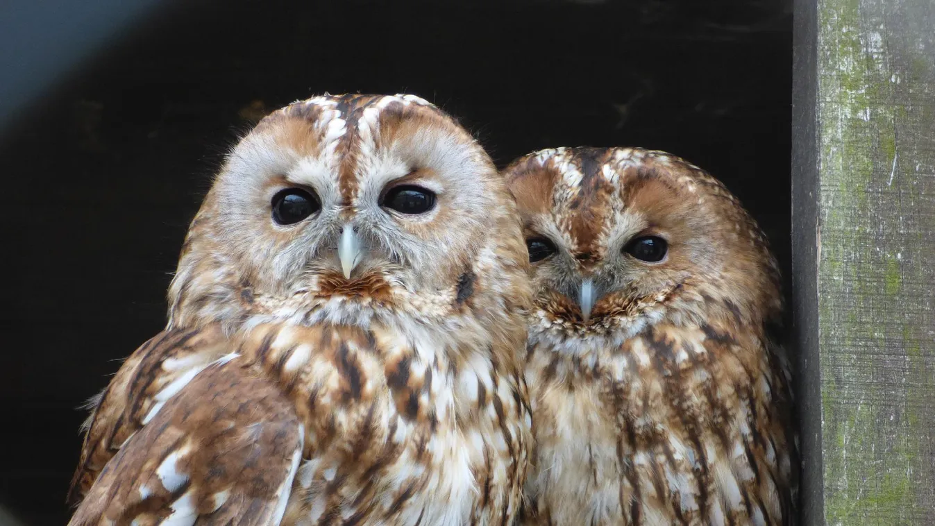 A Budakeszi Vadaspark látogatóbarát fejlesztésekkel készül a nyitásra